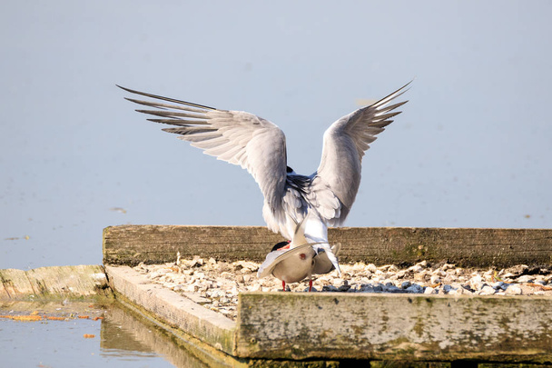 coupling between terns - Po valley - Photo, Image