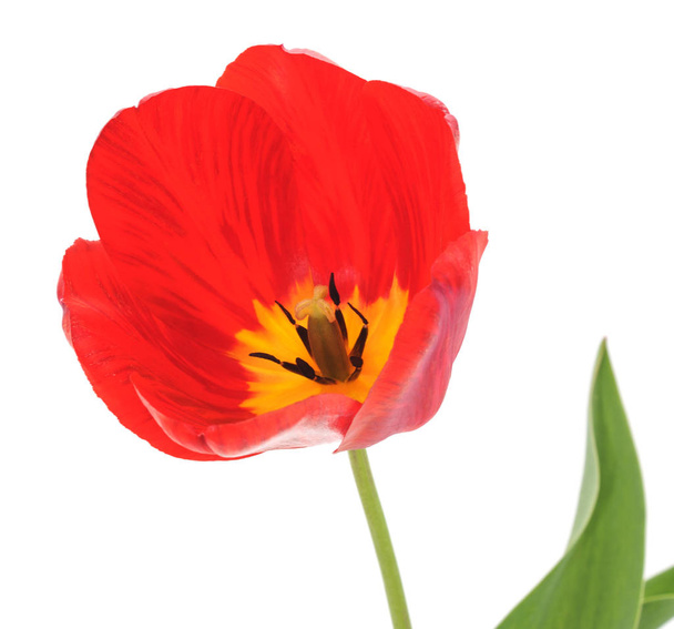 One red tulip. - Zdjęcie, obraz
