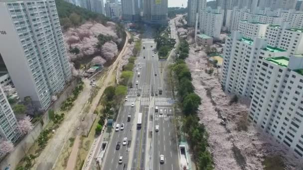 Cherry Brossom Spring Road of Haeundae, Busan, South Korea, Asia / Cherry Brossom Spring Road of Haeundae, Busan, South Korea, Asia when Apr-03-2018 - Materiał filmowy, wideo