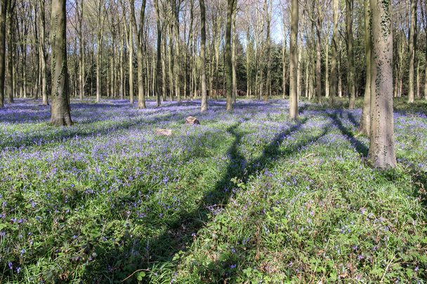 Bluebells em Wepham Wood - Foto, Imagem