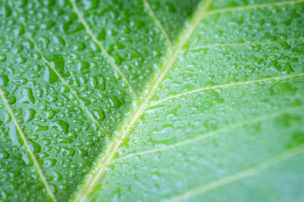  Soft Focus nature background texture  green leaf with water drop. - Photo, Image