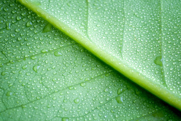  Soft Focus nature background texture  green leaf with water drop. - Photo, image