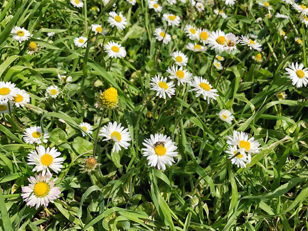 kwiaty Daisy jako tło - Zdjęcie, obraz