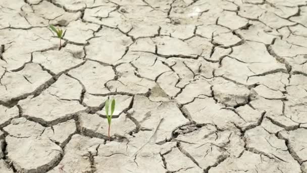 Pragnienie i udar cieplny koncepcja na suszone ziemi w suchej gorącej pustyni - Materiał filmowy, wideo