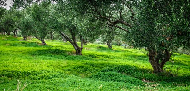 Вид на деревья в ряд на зеленой траве, Греция
 - Фото, изображение