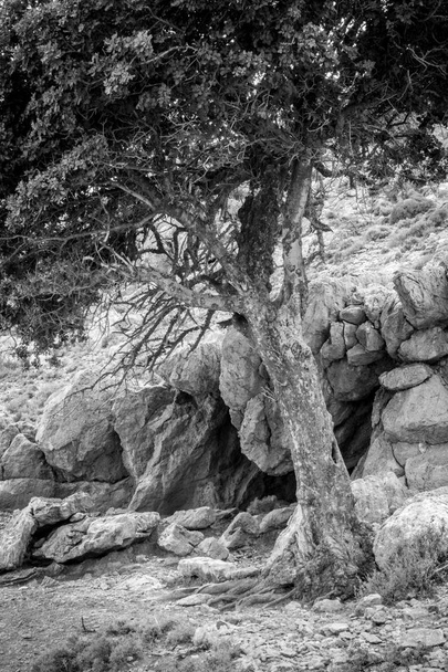 Árbol y colina rocosa, Creta, Grecia
 - Foto, Imagen