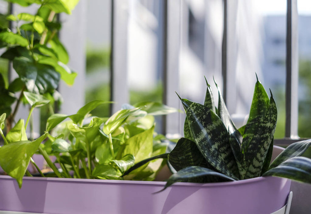 Wohn- und Gartenkonzept aus goldenen Schlaglöchern und Schlangenpflanze im violetten Blumentopf mit Sonnenlicht kleine Gartendekoration an der Terrassenanlage - Foto, Bild