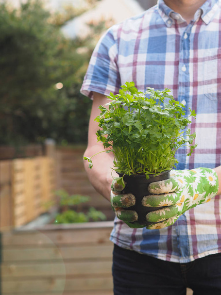 Man with organic parsley plant - Zdjęcie, obraz