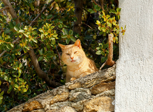 chat roux sur la clôture
. - Photo, image