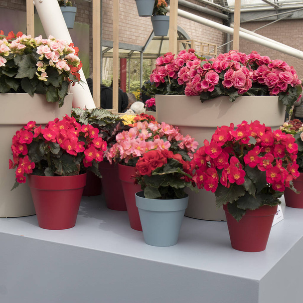 the Different types of multi-colored Kalanchoe in clay pots in the greenhouse of the botanical garden - Fotoğraf, Görsel