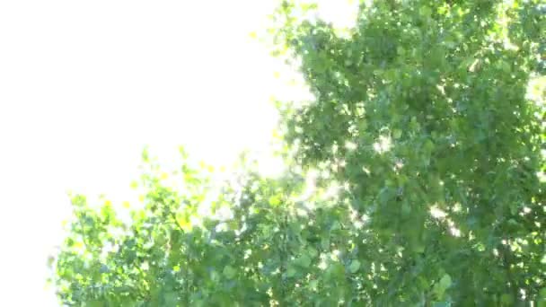 ο ήλιος λάμπει μέσα από τα πράσινα κλαδιά των δέντρων - Πλάνα, βίντεο
