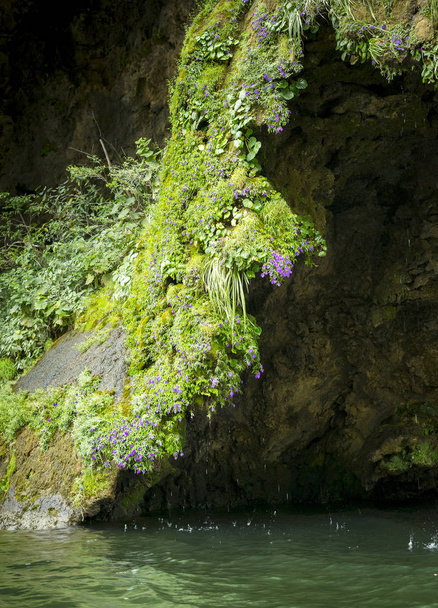 Fond naturel abstrait de mousse et de fleurs luxuriantes en surplomb sur la cascade d'arbre de Noël, Chiapas Mexique
 - Photo, image