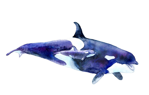 watercolor picture. killer whale with baby. Orcinus orca - Foto, afbeelding