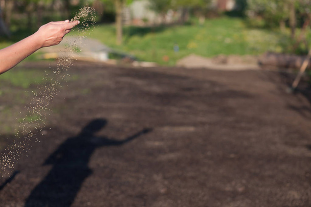 Close-up of a woman's hand shaking grass seeds. (Shallow DOF) - 写真・画像