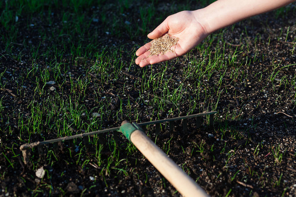 Planting a new lawn. - Фото, изображение