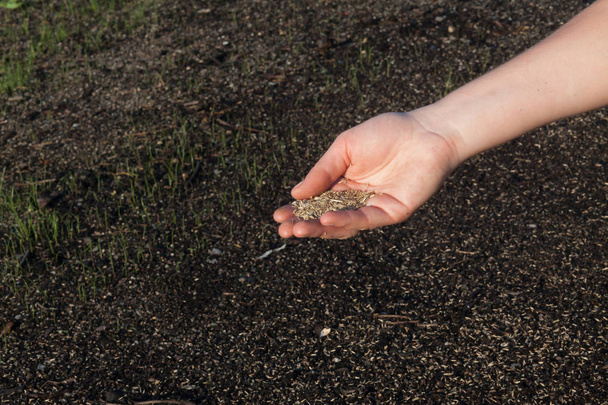 Close-up of a woman's hand shaking grass seeds. (Shallow DOF) - Zdjęcie, obraz