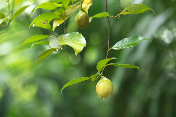 Fresh nutmeg hanging on tree - Photo, Image