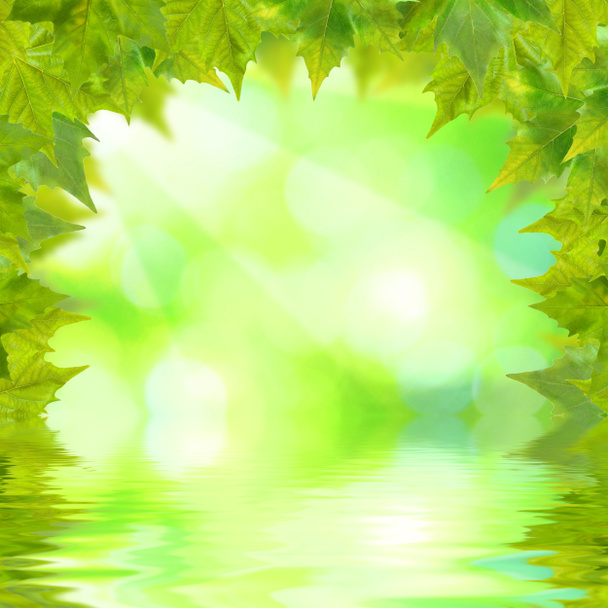gyönyörű zöld levelek - Fotó, kép