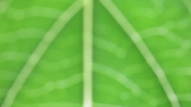 πράσινο φύλλο μακροεντολών - Πλάνα, βίντεο