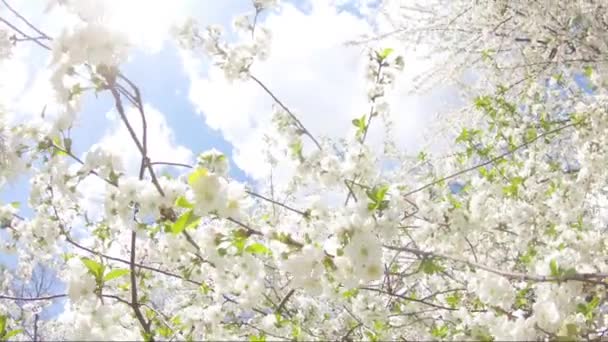 Fleurs printanières fleurissant sur l'arbre. Fleurs blanches balançant dans le vent
. - Séquence, vidéo