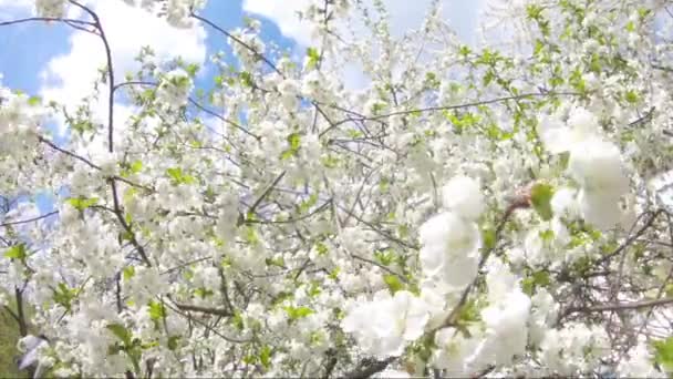 Springtime flowers blooming on tree. White flowers swinging in the wind. - Footage, Video