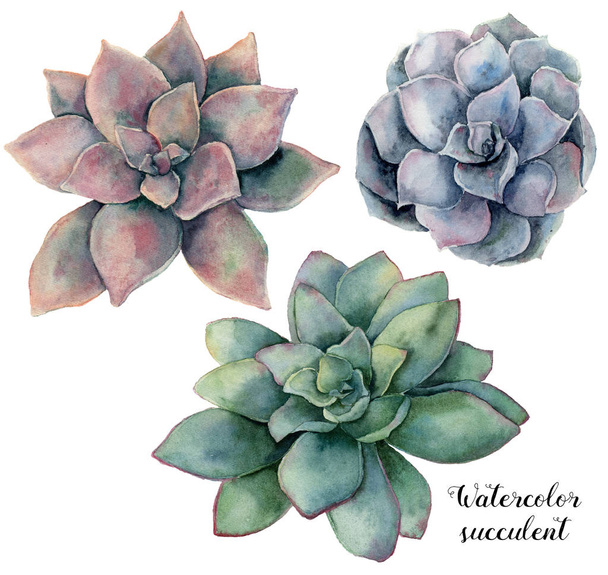Watercolor set with violet, pink and green succulent. Hand painted plant isolated on white background. Natural floral illustration for design, print, fabric or background. - Photo, Image