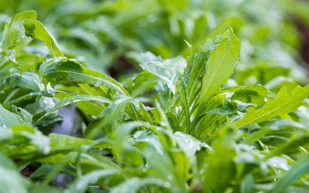 Sült saláta kitûnõ A zöld házban - Fotó, kép