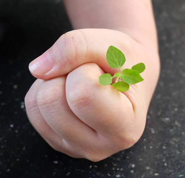 Ecology and Environment Concept, Hand Protecting Carefully Young Plant to Growing in A New Place. - Foto, Imagen