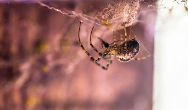 Visby - 23 Eylül 2018: Gotland, İsveç'te bir Visby duvardaki bir örümcek - Fotoğraf, Görsel