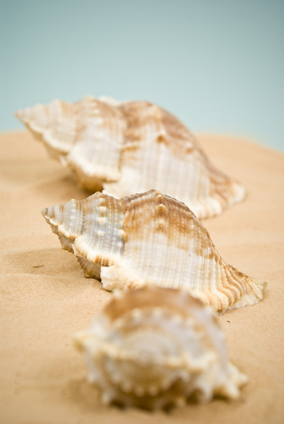 Seashell - Foto, Imagen