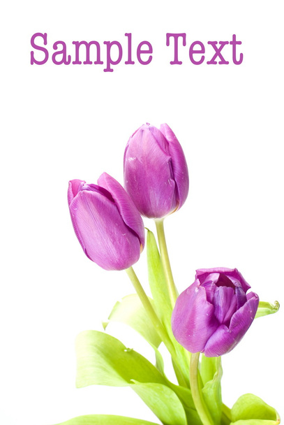 purple tulips - Foto, imagen