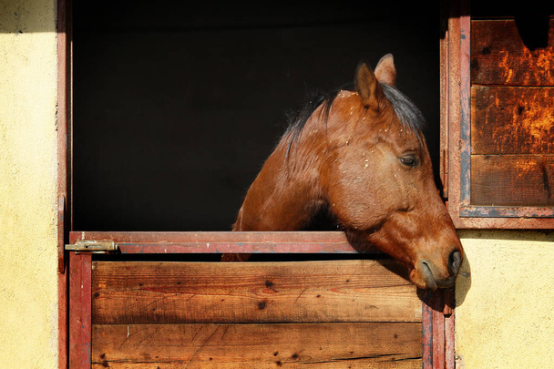 Pferd im Stall draußen - Foto, Bild