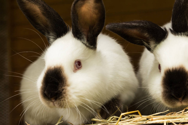 White rabbits in a hutch. Eating grass - Photo, Image
