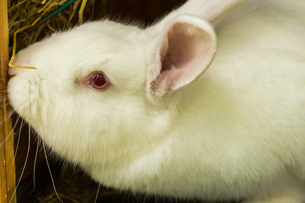 Weißes Kaninchen. Albino-Versuchstier des Hauskaninchens - Foto, Bild