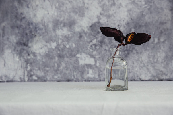 Dried flower in bottle, minimalism in still life. Copy space background - Foto, immagini