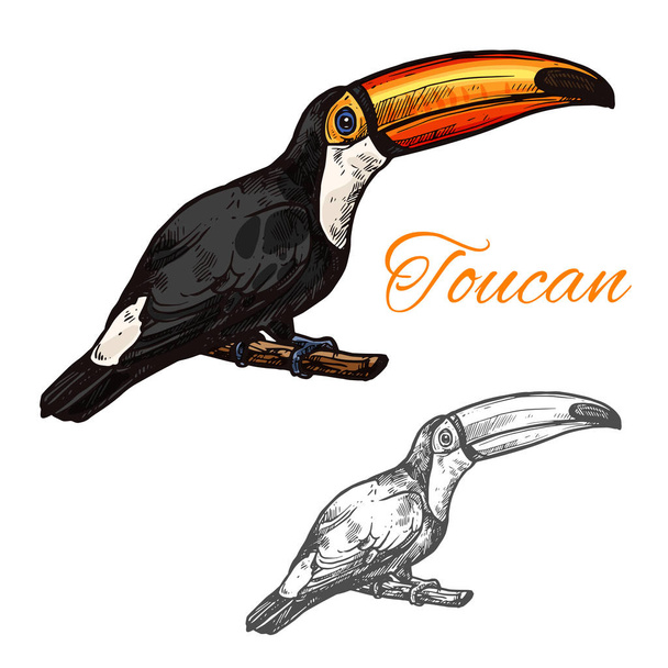 Tukan vektorové skici exotických ptáků ikona - Vektor, obrázek