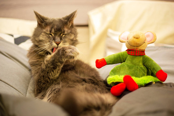 Stará kočka se rozkvétají v posteli vedle hračky - Fotografie, Obrázek