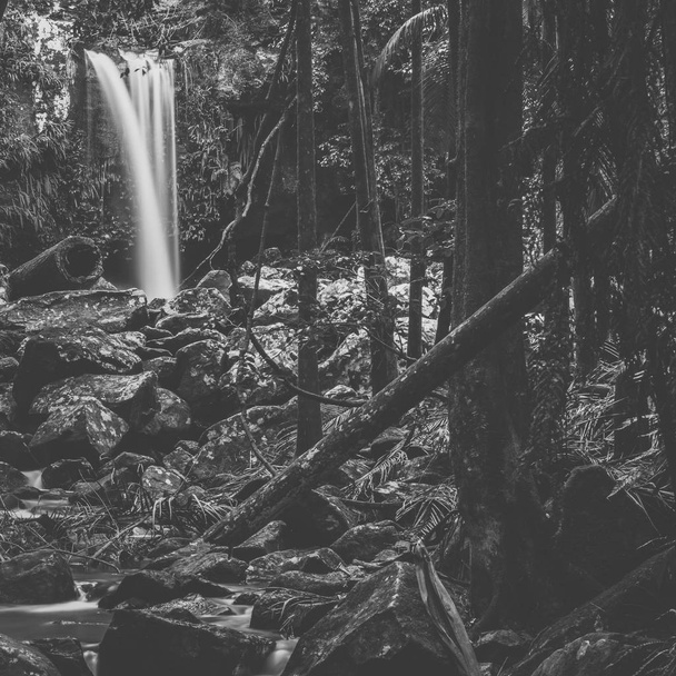 Curtis Falls em Mount Tamborine
 - Foto, Imagem