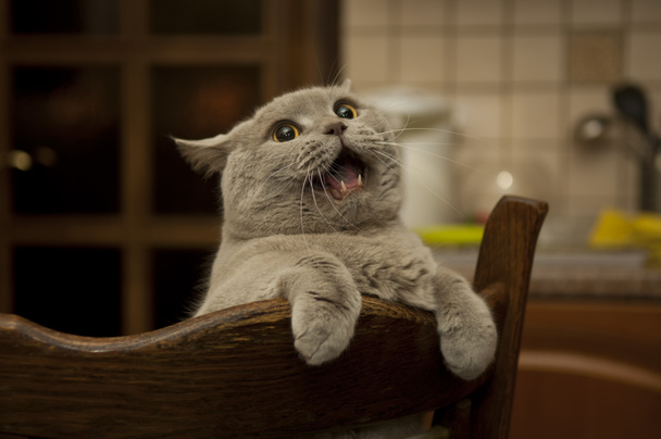 Close-up van de mewing Britse kat. - Foto, afbeelding