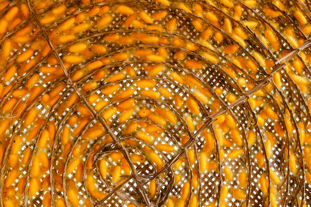 barevné hedvábné vlákno a bource morušového zámotků hnízda - Fotografie, Obrázek