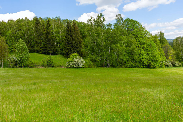 Trees with green meadow in landscape. - Foto, afbeelding