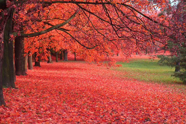 arbre d'automne dans le parc - Photo, image