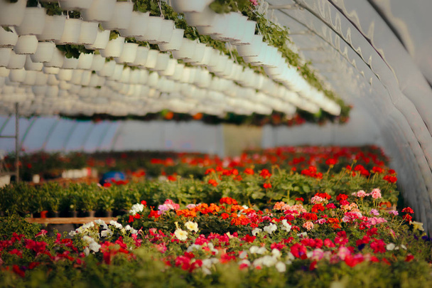 Beautiful Flower Greenhouse in Blooming Spring Season  - Foto, imagen