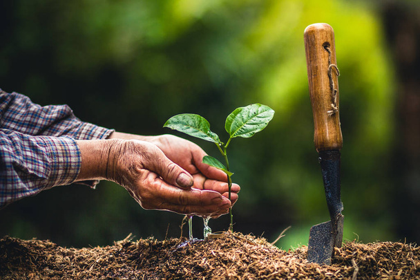 Zasadit strom mučenka silné sazenice, výsadba mladý strom starý ruku na půdě péče a uložit by koncept - Fotografie, Obrázek