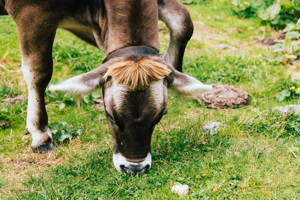 Koeien grazen in alpine valley - Foto, afbeelding