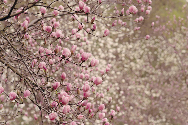 Magnolienblüten im Frühling - Foto, Bild