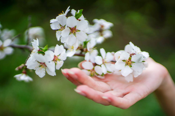 hand houdt een tak van de bloeiende amandel bloemen - Foto, afbeelding