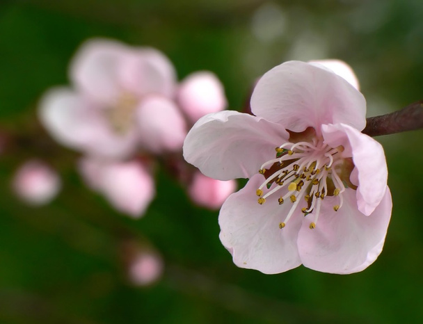 Персиковый цветок
 - Фото, изображение