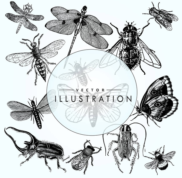 Illustrazione vettoriale - una grande setta diversificata di insetti realistici su uno sfondo sfumato blu
 - Vettoriali, immagini
