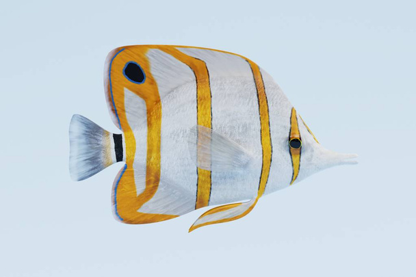 Realistic 3d Render of Copperband Butterflyfish - Photo, Image
